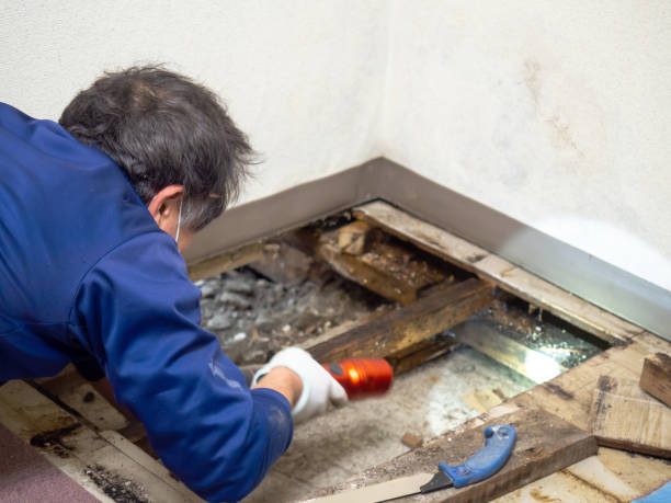 Best Residential Mold Removal  in Jonesville, LA