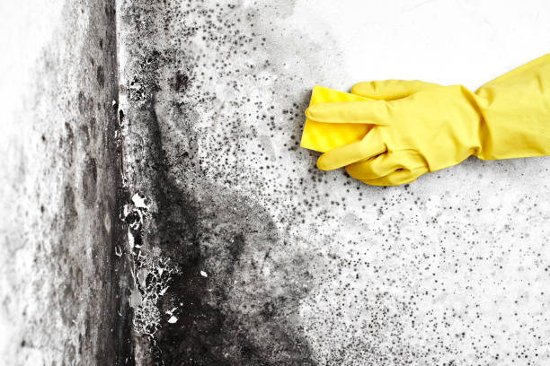 Best Black Mold Removal  in Jonesville, LA