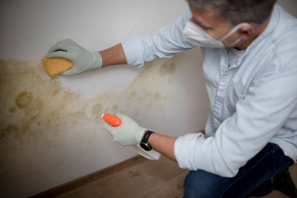 Best Home Mold Removal  in Jonesville, LA