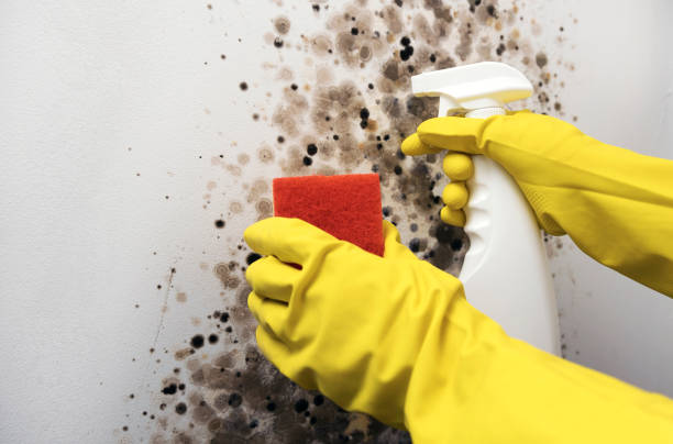 Trusted Jonesville, LA Mold Removal Experts