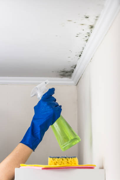 Best Certified Mold Removal  in Jonesville, LA