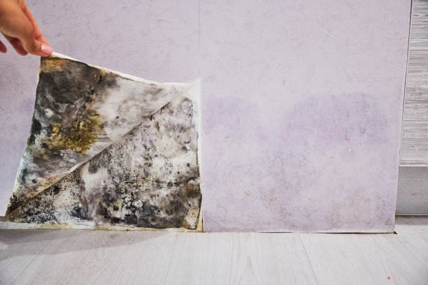 Best Commercial Mold Removal  in Jonesville, LA